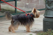 Yorkie_with_tail