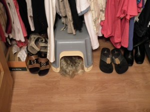 Tootsie_hiding_from_her_bath.JPG.scaled1000