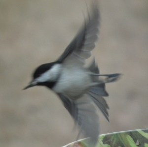 chickadee at take off
