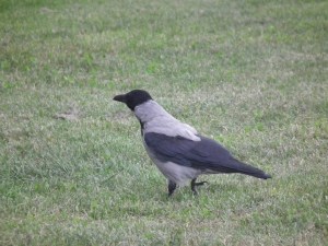 italian-hooded-crow