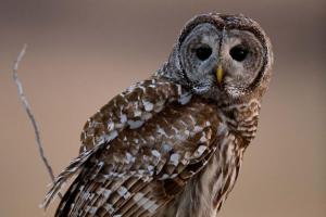 barred_owl-at-wilstead-feb-15-2017